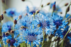 Summer wallpaper of blue cornflower, green grass on a white background, rural field. Blossom floral abstract bokeh and