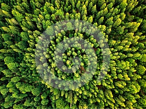 Summer warm sun light forest aerial view