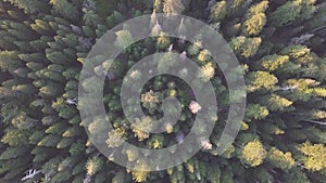 Summer warm sunlight forest aerial view green spruce from above, autumn, universal shot Beautiful landscape background concept.