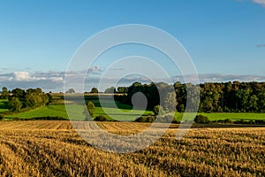 Summer warm view for local farmlands in Oxfordshire, harvest time farm fields landscape with trees and cows in far