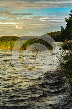 summer water landscape in windy weather. coastal waves on the lake with reed and trees under the cloudy sky. warm side light