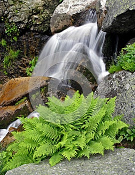 Summer waterfall with fern