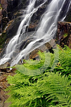 Summer waterfall with fern