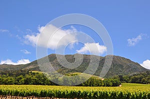 summer weather vineyards in South Africa