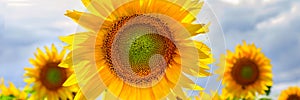 Summer web banner or backgrounds with flowers of sunflower