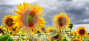 Summer web banner or backgrounds with sunflowers