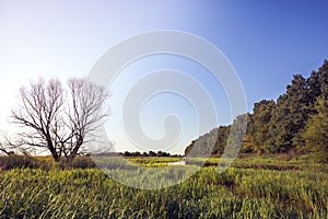 Summer wetland river countryside lush green wood landscape at sunrise