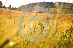 Summer wheat field