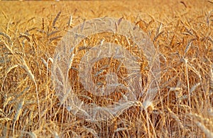 Summer wheat field