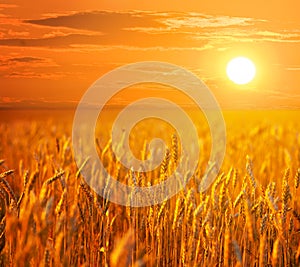 Summer wheat field at the dramatic sunset