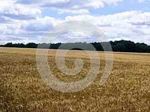 Summer wheat field and forest