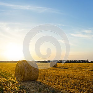 summer wheat field with haystack at the sunset