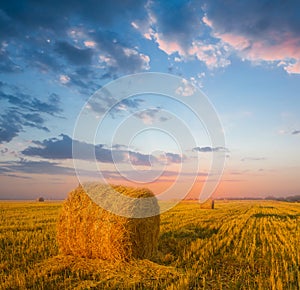Summer wheat field with haystack at the sunset