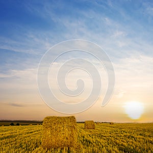 summer wheat field with haystack at the sunset