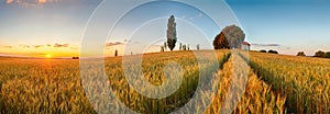 Summer wheat field panorama countryside, Agriculture photo