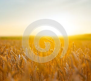 Summer wheat field at the quiet sunset