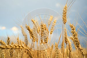 Summer wheat field ready for harvest