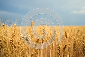 Summer wheat field ready for harvest