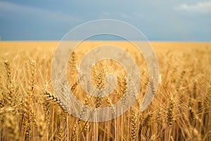 Summer wheat field ready for harvest