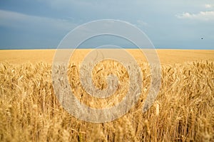 Summer wheat field ready for harvest