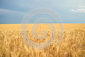 Summer wheat field ready for harvest