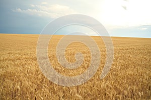 Summer wheat field ready for harvest