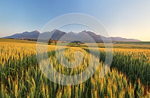 Summer wheat field in Slovakia, Tatras