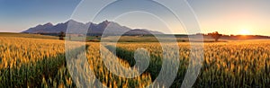 Summer wheat field in Slovakia, Tatras