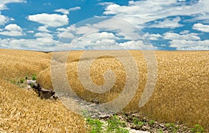 Summer, wheat field and soil erosion