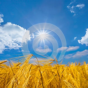 summer wheat field at the sunny day