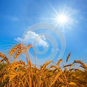 summer wheat field under a sparkle sun