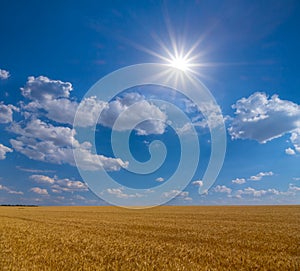 Summer wheat field under a  sun