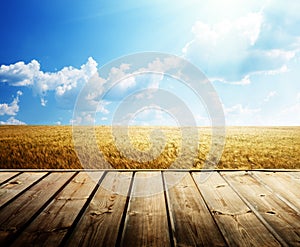 Summer wheat fieldn floor