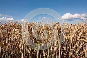 Summer Wheat Low n Wide