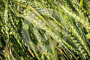 Summer wheat - triticum aestivum photo