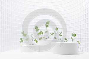 Summer white abstract stage as curved alcove with three cylinder podiums mockup, natural eucalyptus twigs in bright sunlight