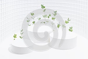 Summer white abstract stage as curved alcove with three cylinder podiums mockup, natural fresh tiny eucalyptus twigs