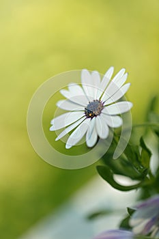 Summer white Daisy flowers on green meadow.