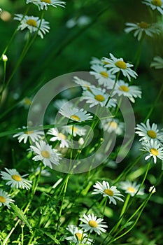 Summer white Daisy flowers on green meadow.