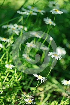 Summer white Daisy flowers on green meadow