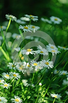 Summer white Daisy flowers on green meadow
