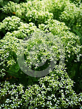 Summer white - fields of flower - Heart-pod hoary cress