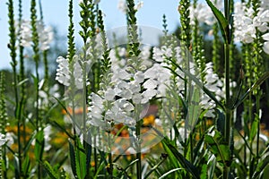 Summer white flowers close-up