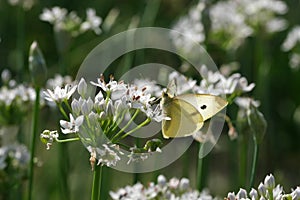 Summer white flowers close-up