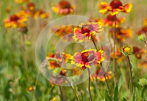 Salvaje hermoso Salvaje indio frazada flores 