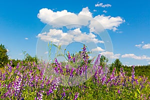 summer wild flower meadow