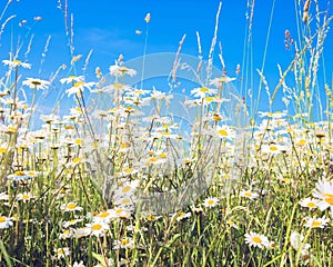 Summer wild flowers of chamomile and blue summer sky