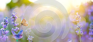 Summer Wild flowers and Fly Butterfly in a meadow at sunset. Macro image, shallow depth of field. Abstract summer nature