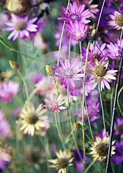 Summer wild flowers ( Immortelle flower) with small DOF