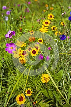 Summer wild flowers of New England photo